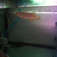 arowana--new-thread----part-1