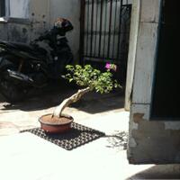 bonsai-kaskus-reborn--forum-sharing--diskusi-seputar-seni-bonsai-indonesia