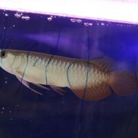 arowana--new-thread----part-1