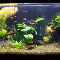 aquascape-for-everyone-learning-and-sharing---part-1