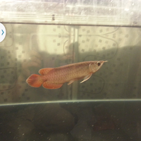 arowana--new-thread----part-1