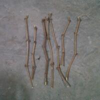 kampung-anggur----part-2