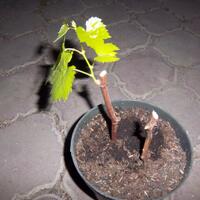 kampung-anggur----part-2