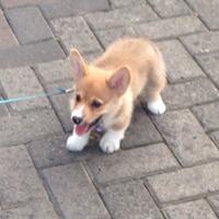 pencinta-welsh-corgi