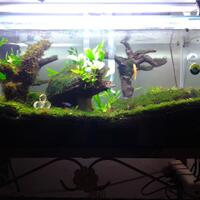 aquascape-for-everyone-learning-and-sharing---part-1