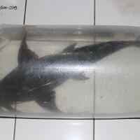 sharing-seputar-ikan-predator-ikan-buas---part-3