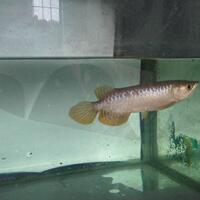 arowana--new-thread----part-1
