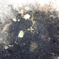 kampung-anggur----part-2