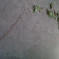 kampung-anggur----part-2