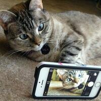 wow-lucunya-kucing-kucing-ini-berfoto-selfie-gan