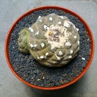 cactus---tanaman-kecil-yang-memukau