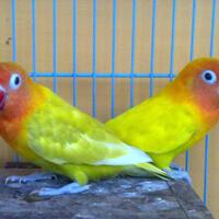 sepasang-lovebird-paskun