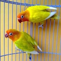 lovebird-paskun-x-pasjo