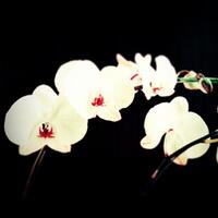 ayo-gan-tunjukin-hasil-jepretan-hp-lu--jangan-mw-kalah-ama-camera-dslr