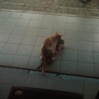 gaya-unik-hewan-dalam-kimpoi-gan