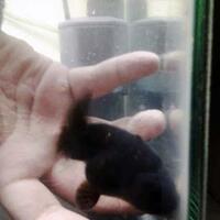 maskoki-ngomongin-semuanya-ttg-maskoki-yuk---part-4