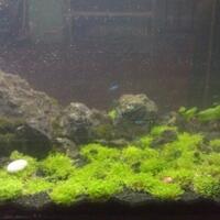 aquascape-for-everyone-learning-and-sharing---part-1