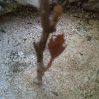 kampung-anggur----part-2