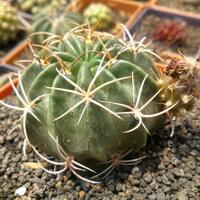 cactus---tanaman-kecil-yang-memukau