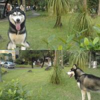 new-siberian-husky-lovers---read-page-1-for-update---part-2