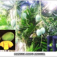 part-1-2-3-mangga-di-dunia