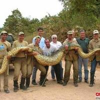 anaconda-hijau-ular-terbesar-di-dunia