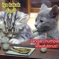 kumpulan-meme-kucing-lagi-lewat