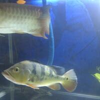 peacock-bass-reloaded-cream---part-1