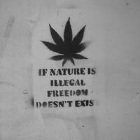 setujukah-anda-dengan-legalisasi-ganja-di-indonesia