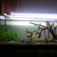 aquascape-for-everyone-learning-and-sharing---part-1