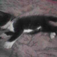 gan-ane-nemu-anak-kucing-udah-gede-nya-jadi-kayak-gini