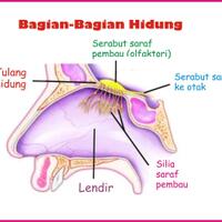 woowternyata-mengupil-berbahaya