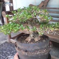 bonsai-kaskus-reborn--forum-sharing--diskusi-seputar-seni-bonsai-indonesia