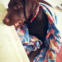 dog-lovers-tangerang-kumpul-disini-yah