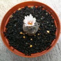 cactus---tanaman-kecil-yang-memukau
