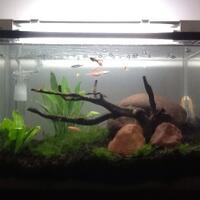 aquascape-for-everyone-learning-and-sharing---part-1