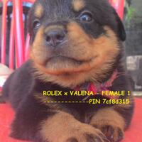 rottweiler-owners-and-lovers