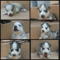 new-siberian-husky-lovers---read-page-1-for-update---part-2