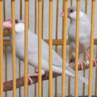 sepasang-gelatik-silver