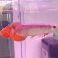 arowana--new-thread----part-1