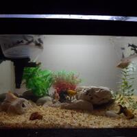 ayo-gan-silaken-posting-aquariumnya-di-sini