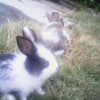 rcc-rabbit-lover---part-3