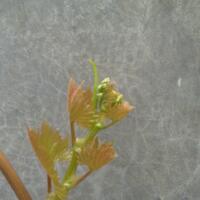 kampung-anggur----part-2