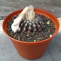 cactus---tanaman-kecil-yang-memukau