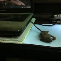bmanfaat-tikus--gambar-eksklusiv---b