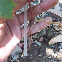 kampung-anggur----part-2