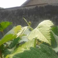 kampung-anggur----part-2