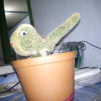 new-cactus-lover