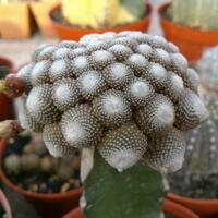 cactus---tanaman-kecil-yang-memukau