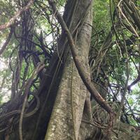 7-pohon-paling-aneh-di-indonesia
